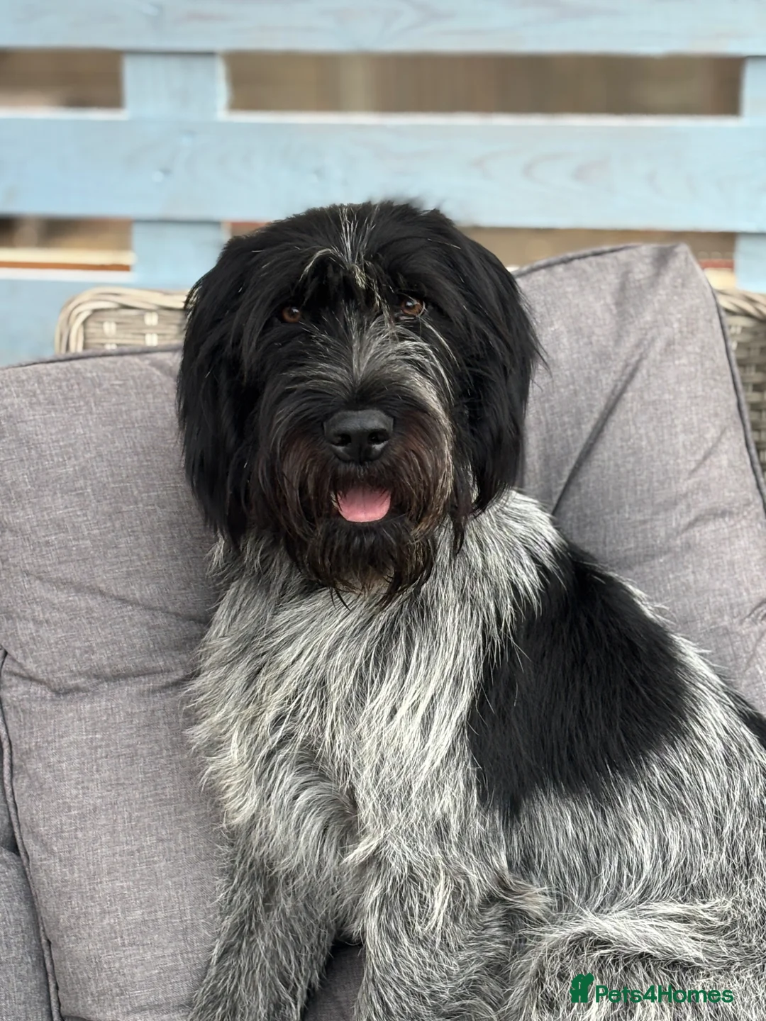 German Wirehaired Pointer dogs for sale: Wired haired German pointer 18 months old  in Newark - Advert 1