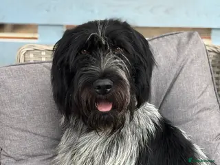 German Wirehaired Pointer dogs Wired haired German pointer 18 months old - Advert 11
