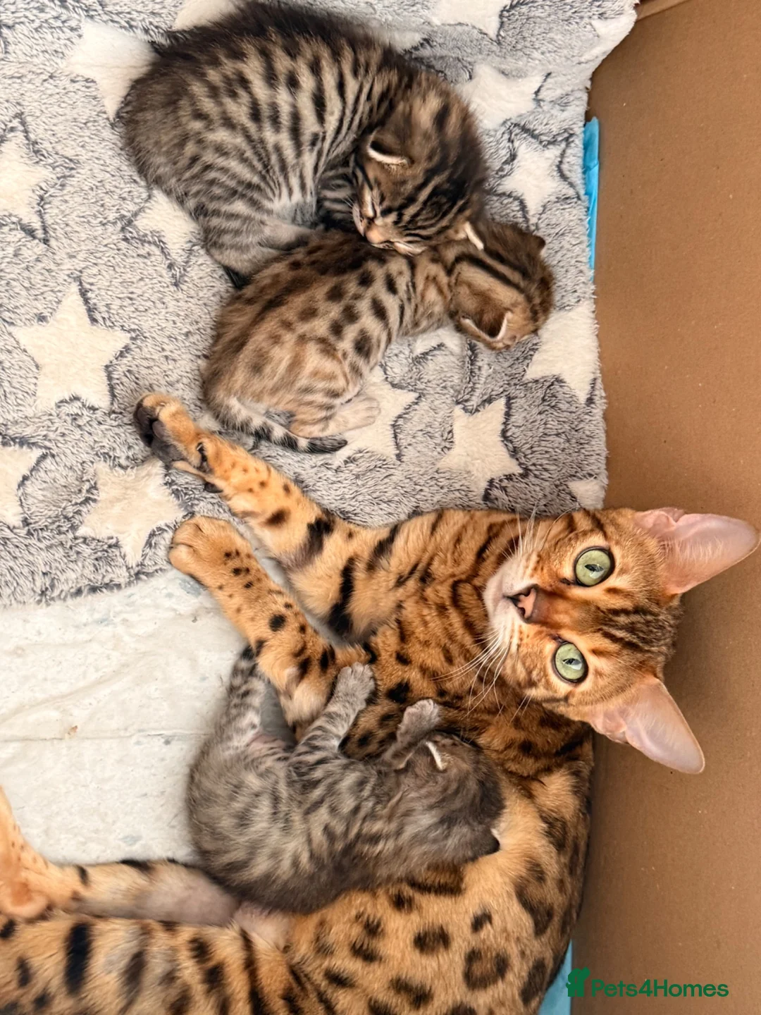 Bengal cats for sale:     Stunning Bengal Cross Kittens  - Advert 21