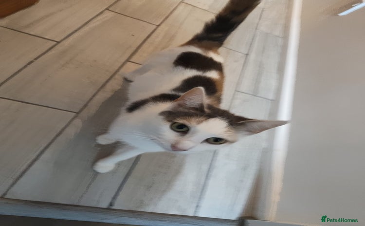 Mixed Breed cats - Advert 12