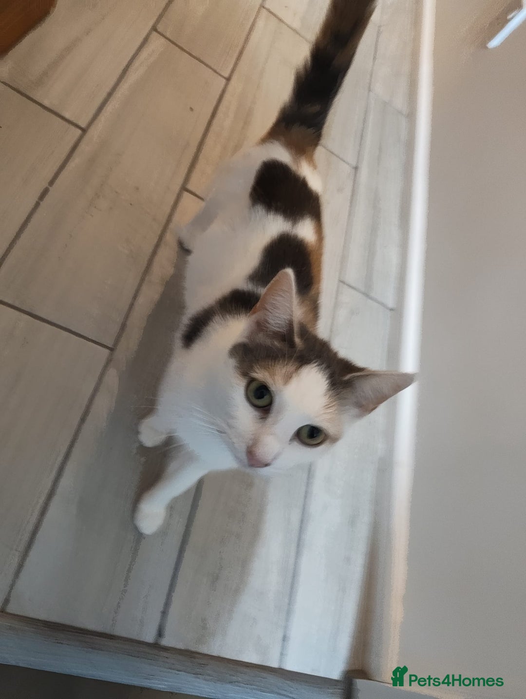 Mixed Breed cats for sale: Adorable Female Cat for Sale - Image 1