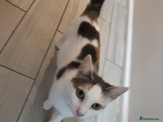 Mixed Breed cats - Advert 3