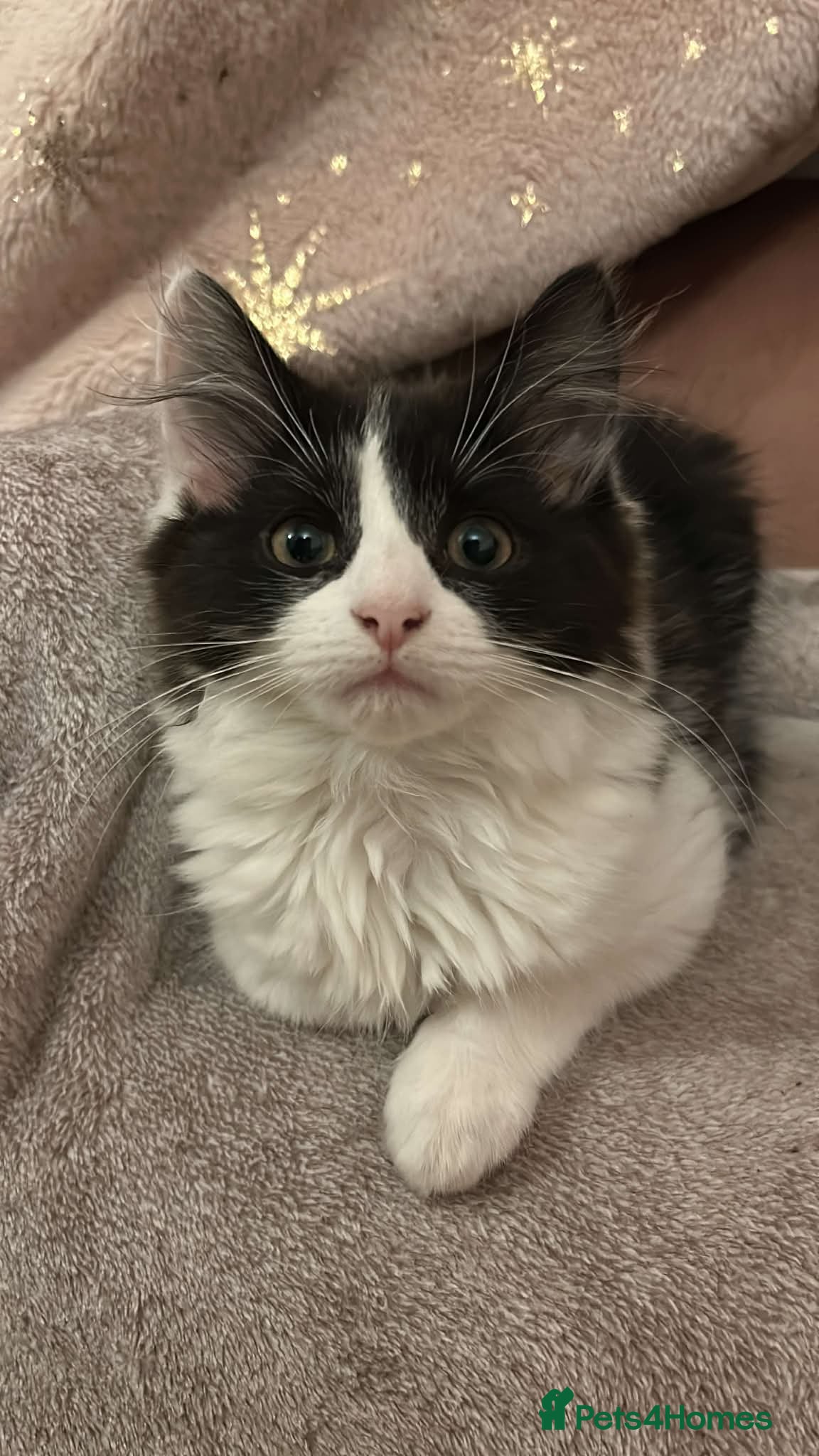 Mixed Breed cats Beautiful fluffy girl - Advert 16