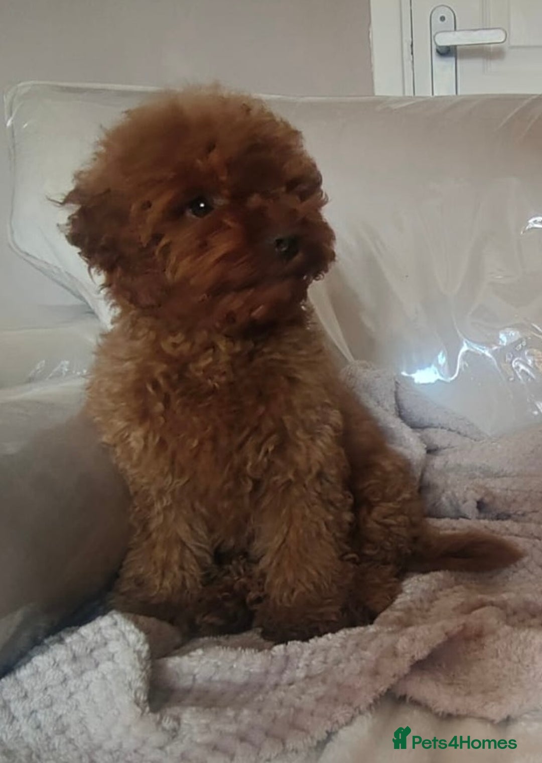 Cavapoo dogs for sale: 💙fox red cavapoo puppies💙 - Image 5