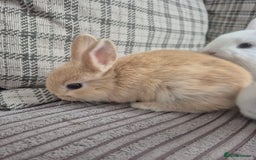 Mini Lop rabbits for sale: Baby rabbits for sale  - Image 3