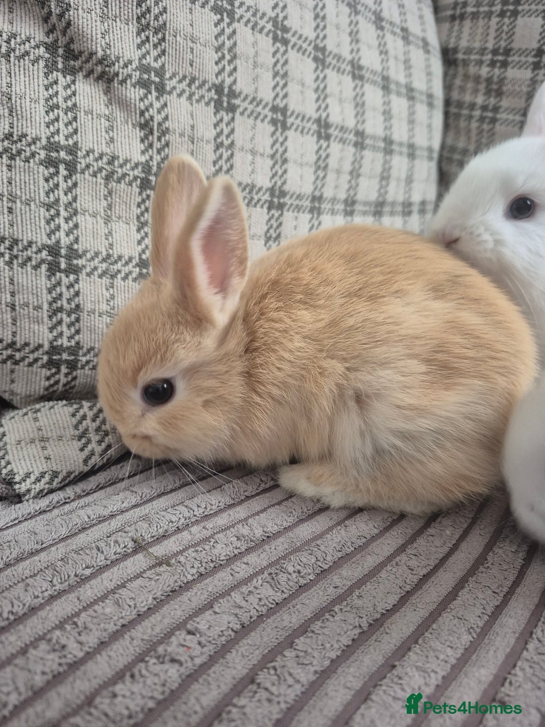 Mini Lop rabbits for sale: Baby rabbits for sale  - Image 3