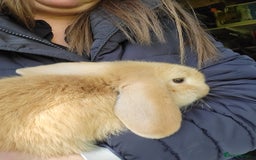Mini Lop rabbits for sale: Mini Lop blonde male bunny  - Image 2