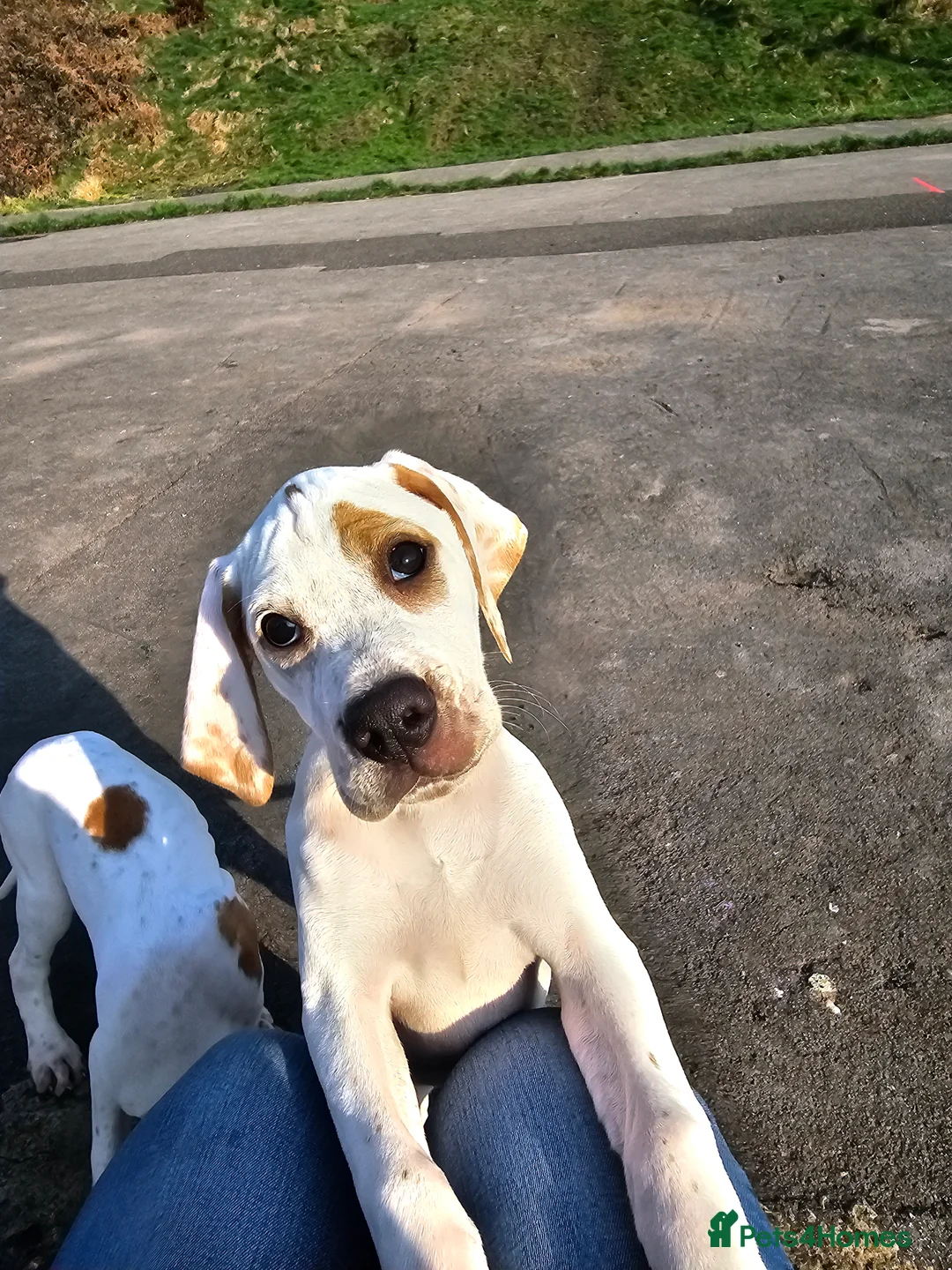 Pointer dogs for sale: Quality Pointer Puppies - Advert 1