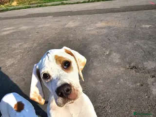 Pointer dogs Quality Pointer Puppies - Advert 7