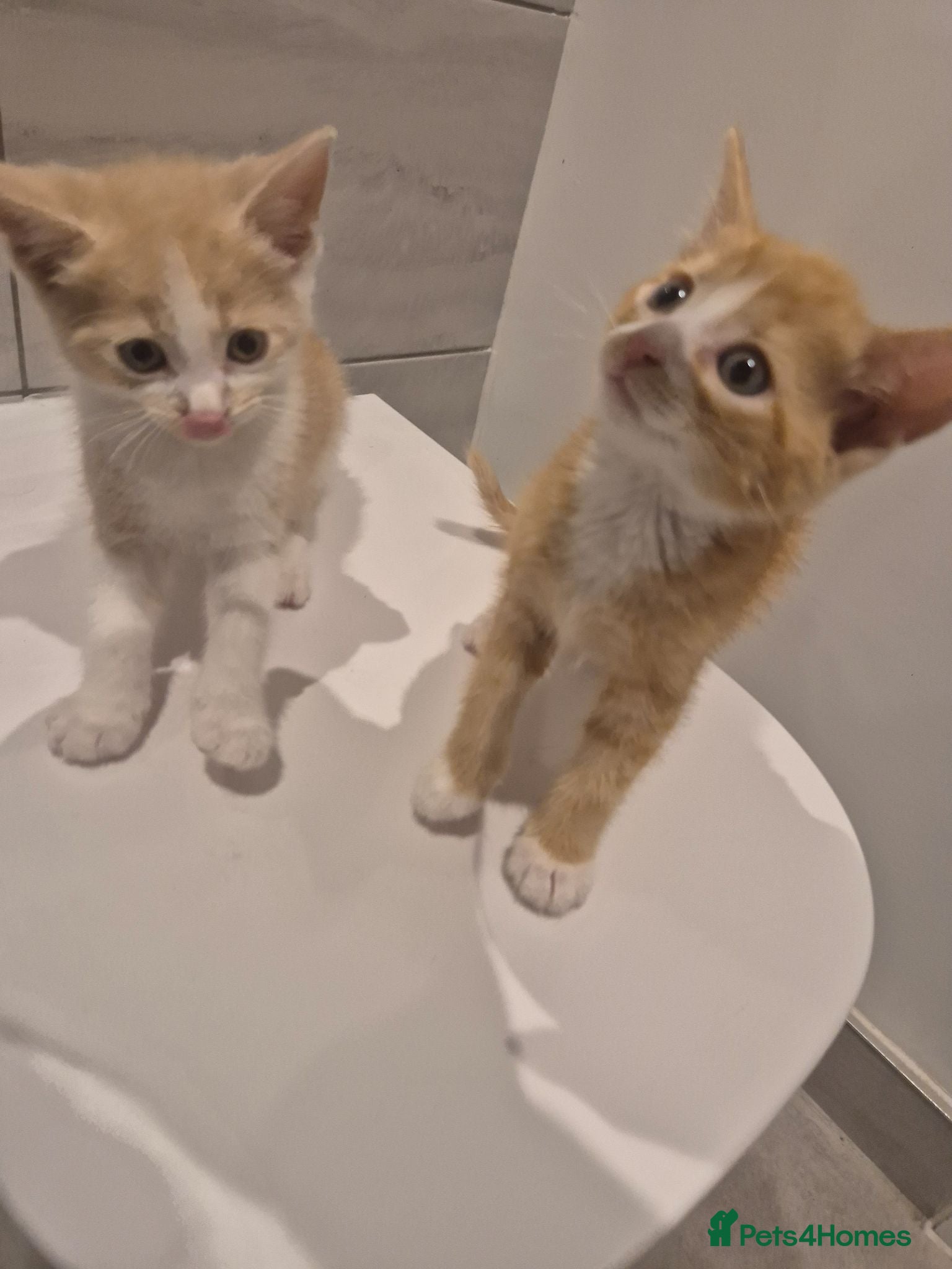 Mixed Breed cats Two adorable ginger babies needing a new home - Advert 6