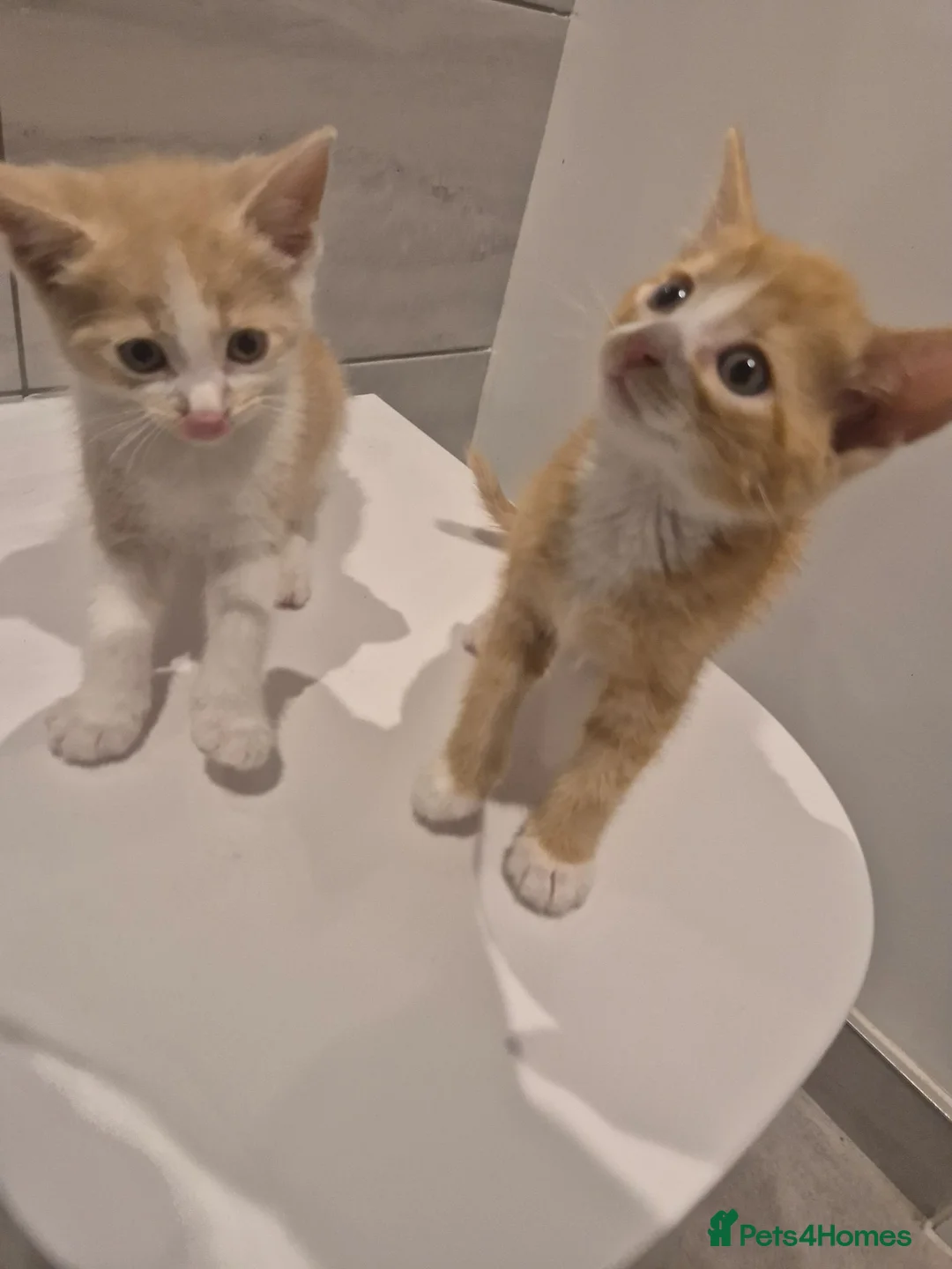 Mixed Breed cats for sale: Two adorable ginger babies needing a new home - Advert 1
