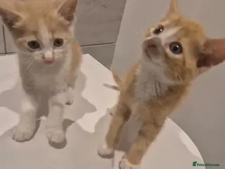 Mixed Breed cats Two adorable ginger babies needing a new home - Advert 6