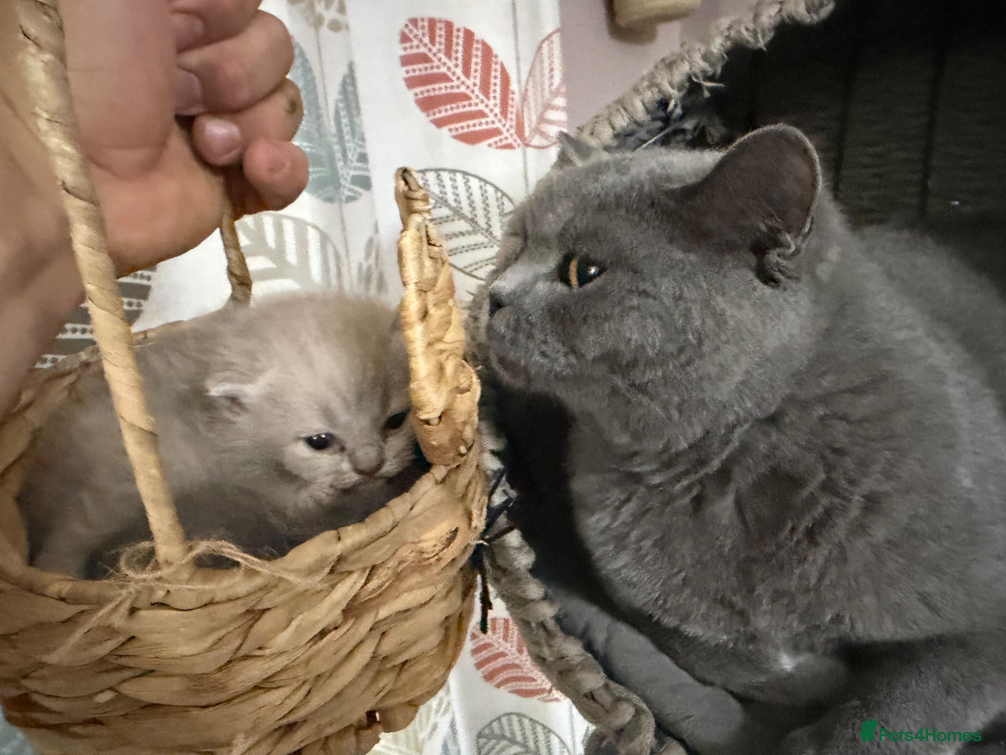 British Shorthair cats British shorthair kittens ready for May  - Advert 1