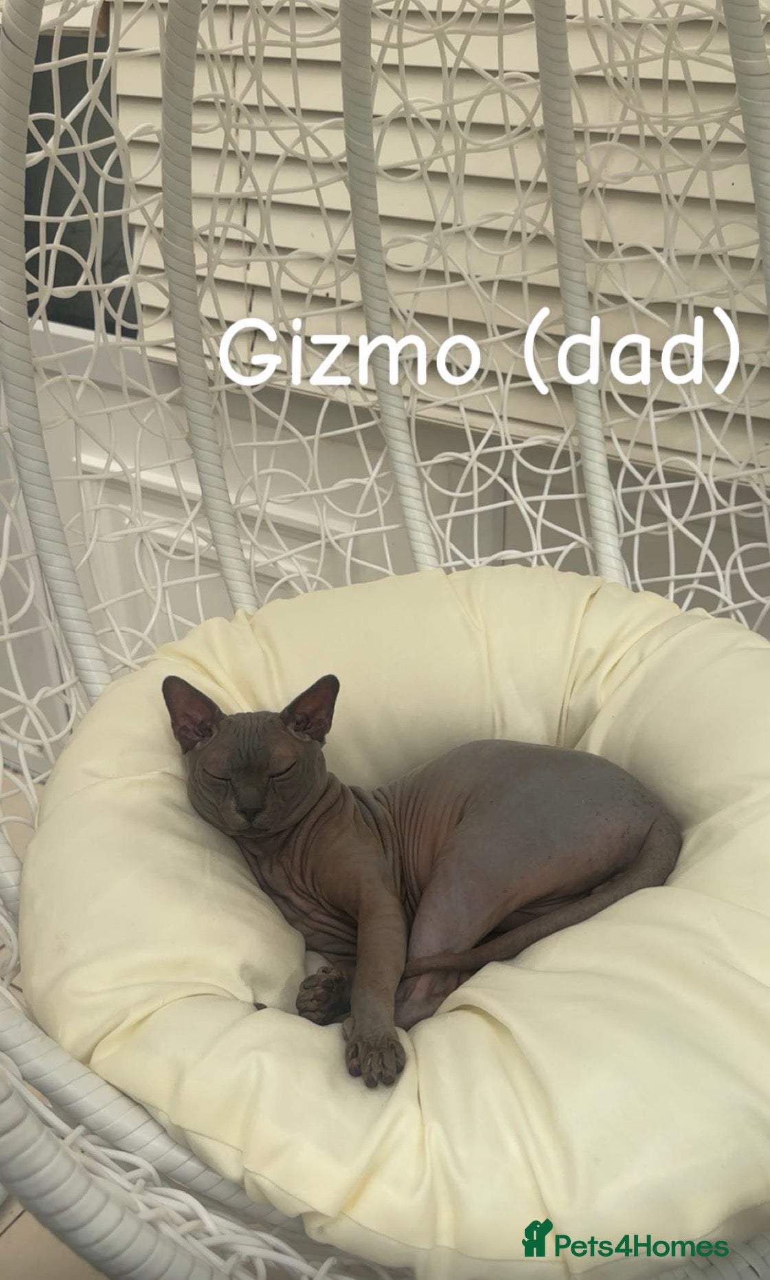 Sphynx cats Beautiful Sphynx girls  - Advert 12