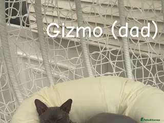 Sphynx cats Beautiful Sphynx girls - Advert 12