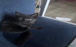 Mixed Breed cats for sale: Female ready for new home  - Image 1