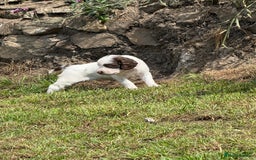 English Springer Spaniel dogs for sale: FTAW Bred Puppies from excellent lines - Image 15