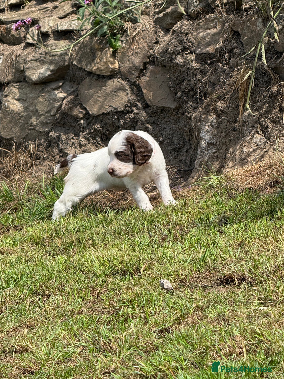 English Springer Spaniel dogs for sale: FTAW Bred Puppies from excellent lines - Image 15