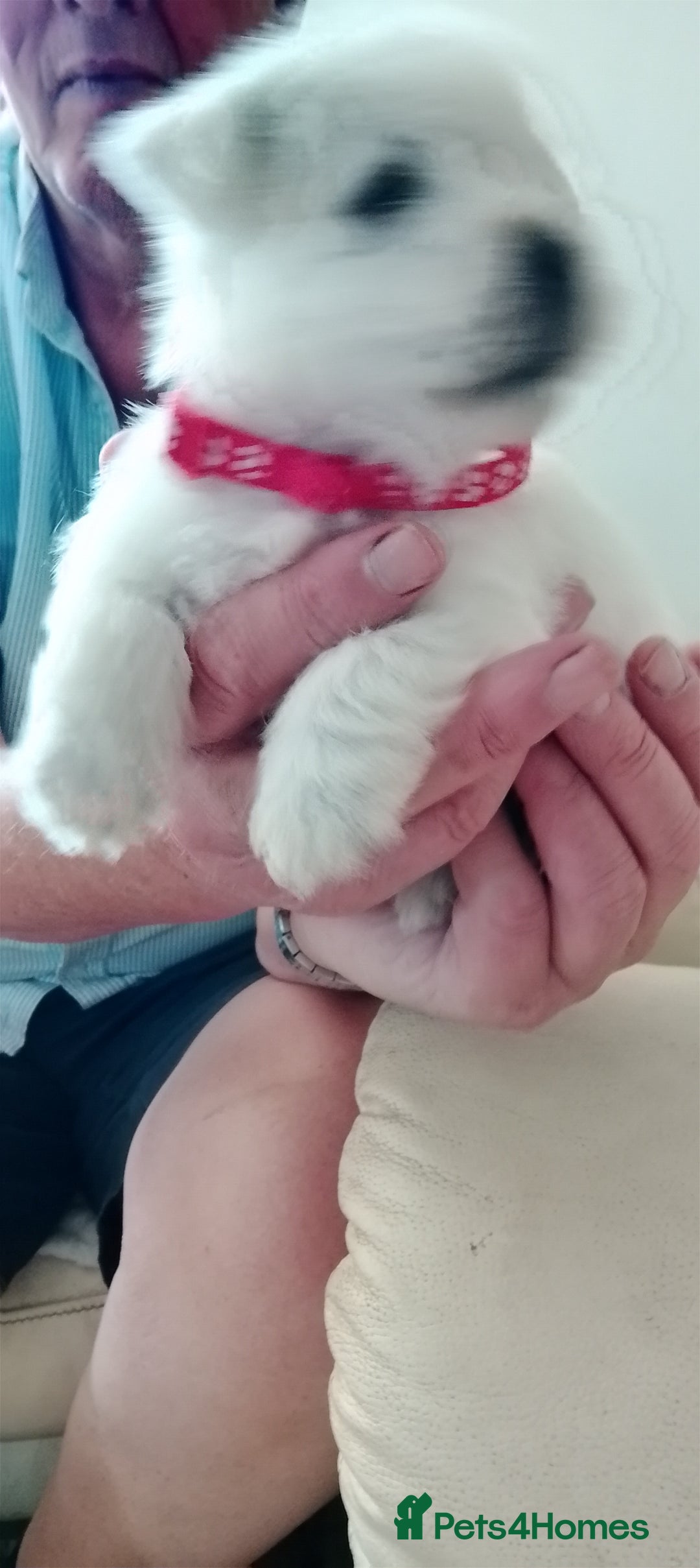 West Highland Terrier dogs for sale: Westie boy and girls - Image 3