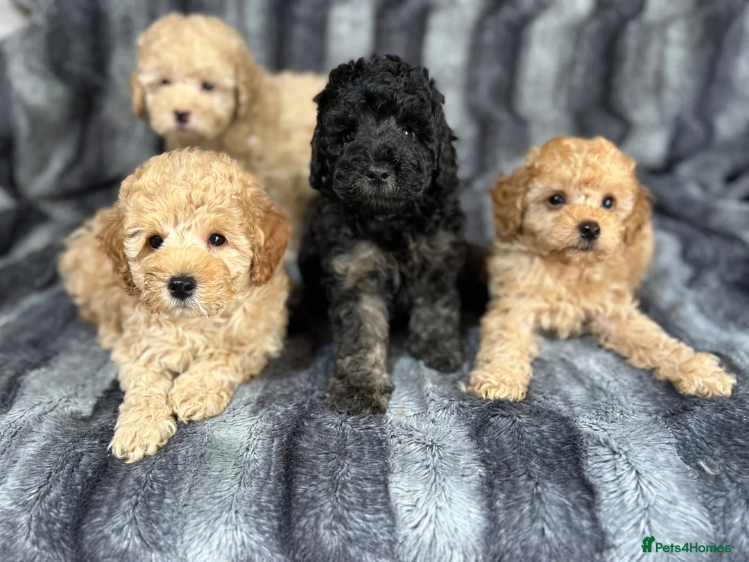 Toy Poodle dogs for sale: KC Toy Poodles Health Tested Parents - Advert 1