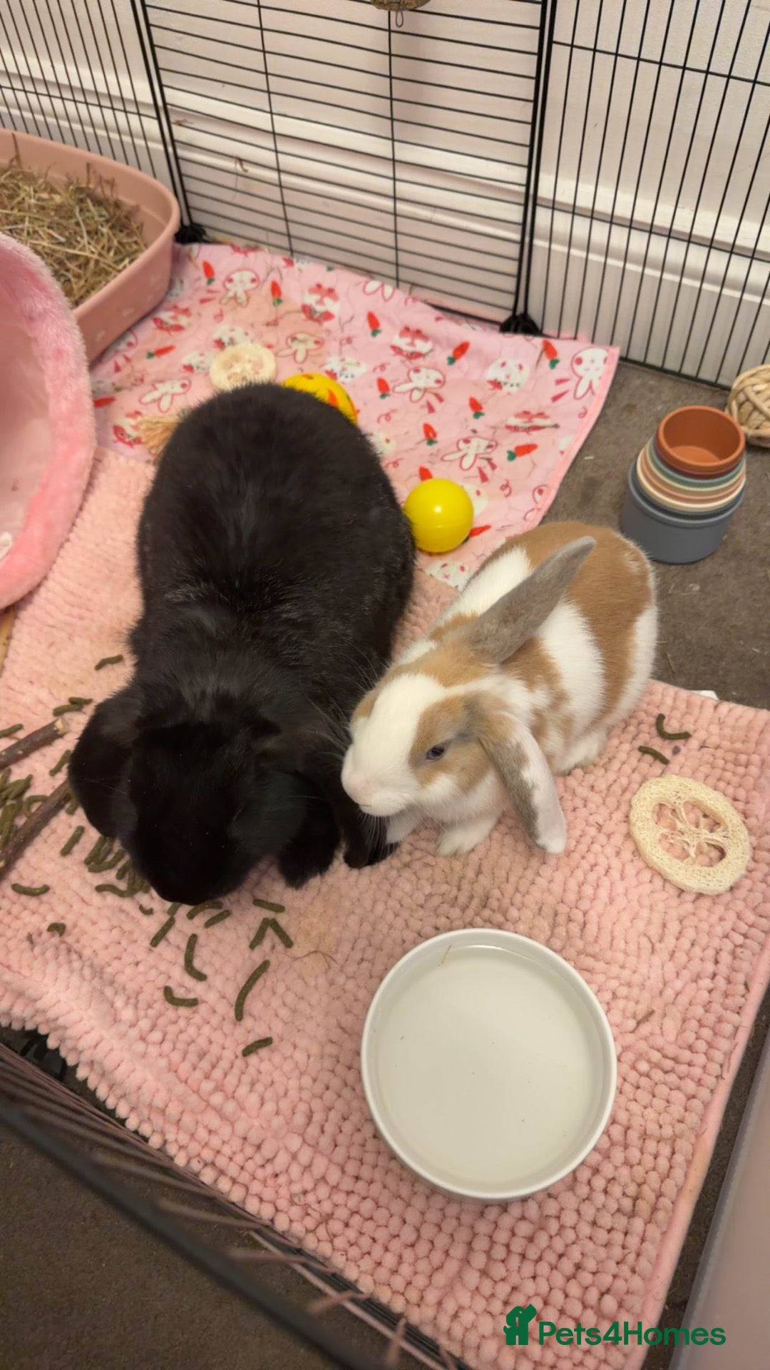 French Lop rabbits 2 BONDED FEMALE RABBITS - Advert 14