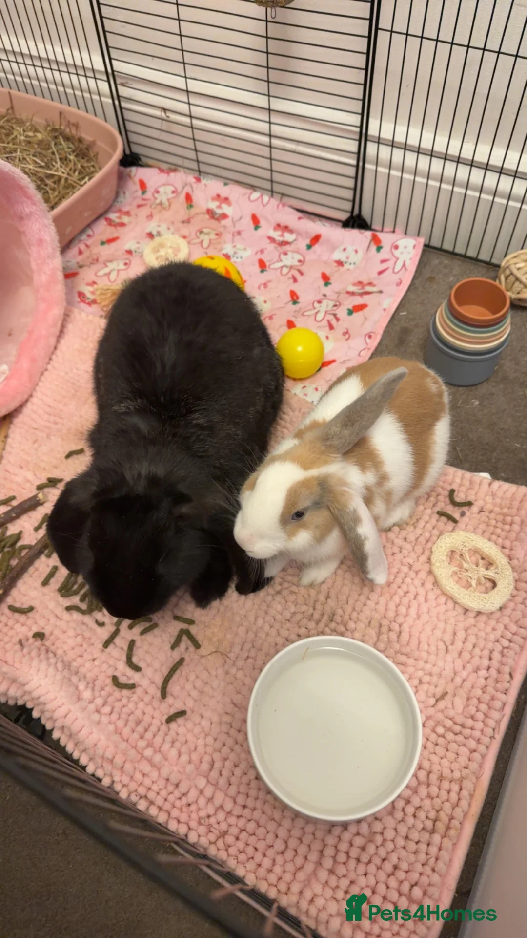 French Lop rabbits for sale: 2 BONDED FEMALE RABBITS in Teddington - Advert 1