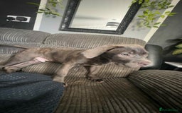 Cane Corso dogs for sale: Cane corso puppy - Image 1