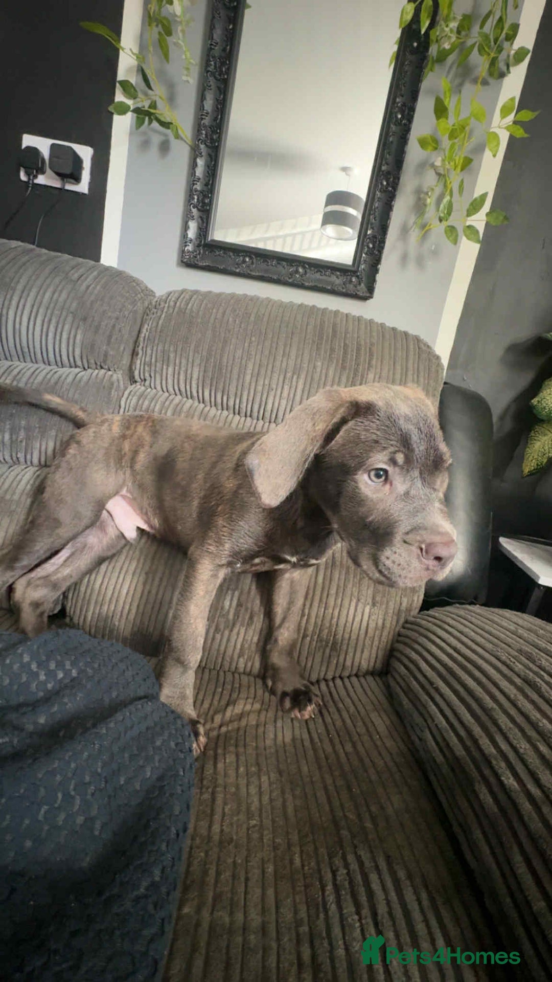 Cane Corso dogs for sale: Cane corso puppy - Image 1