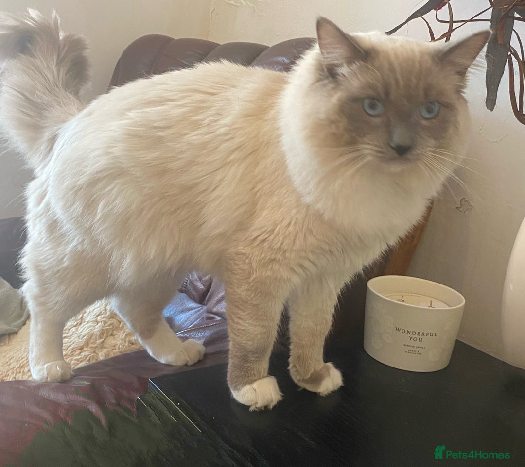 Ragdoll cats for stud: Ragdoll Male GCCF and TICA for stud duties in London - Image 3
