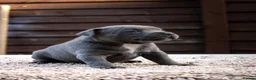 Staffordshire Bull Terrier dogs for sale: Amazing Staffordshire bull terrier litter!  in Welwyn Garden City - Advert 13
