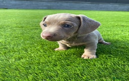 Miniature Dachshund dogs for sale: Miniature Dachshund puppies  - Image 3