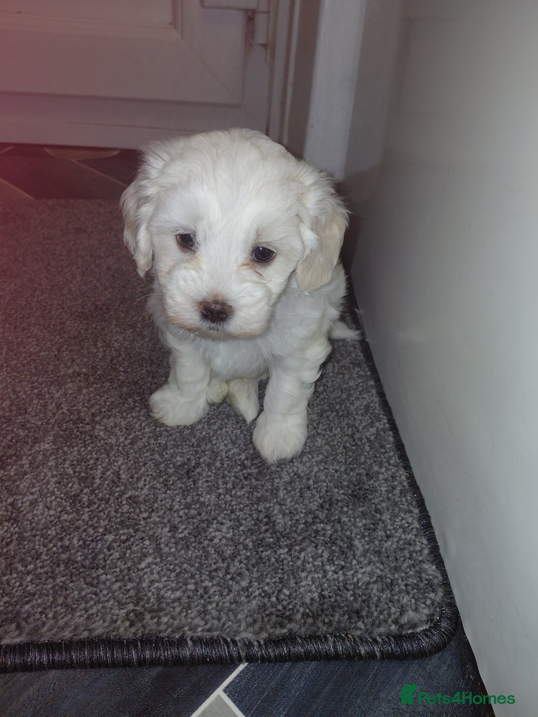 Maltipoo dogs for sale: F1 tiny adorable maltipoo  - Advert 6