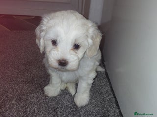 Maltipoo dogs F1 tiny adorable maltipoo - Advert 5