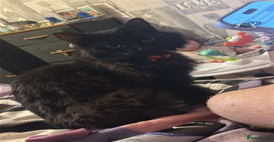 Ragdoll cats - Advert 11