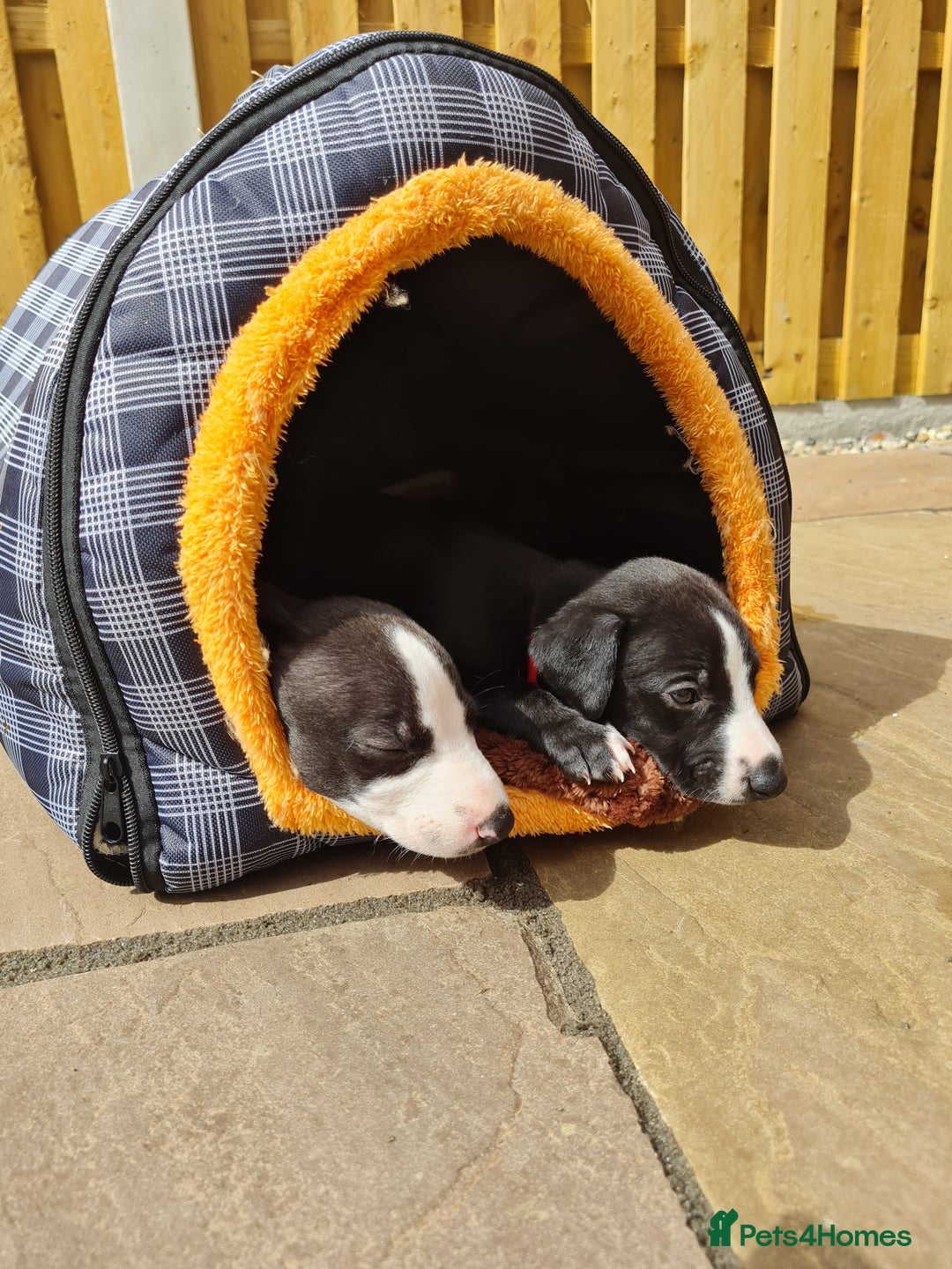 Whippet dogs for sale: Pure bred whippet puppies - Image 11