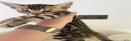 Bengal cats for sale: Beautiful Bengal Kittens Available for Reservation - Advert 2