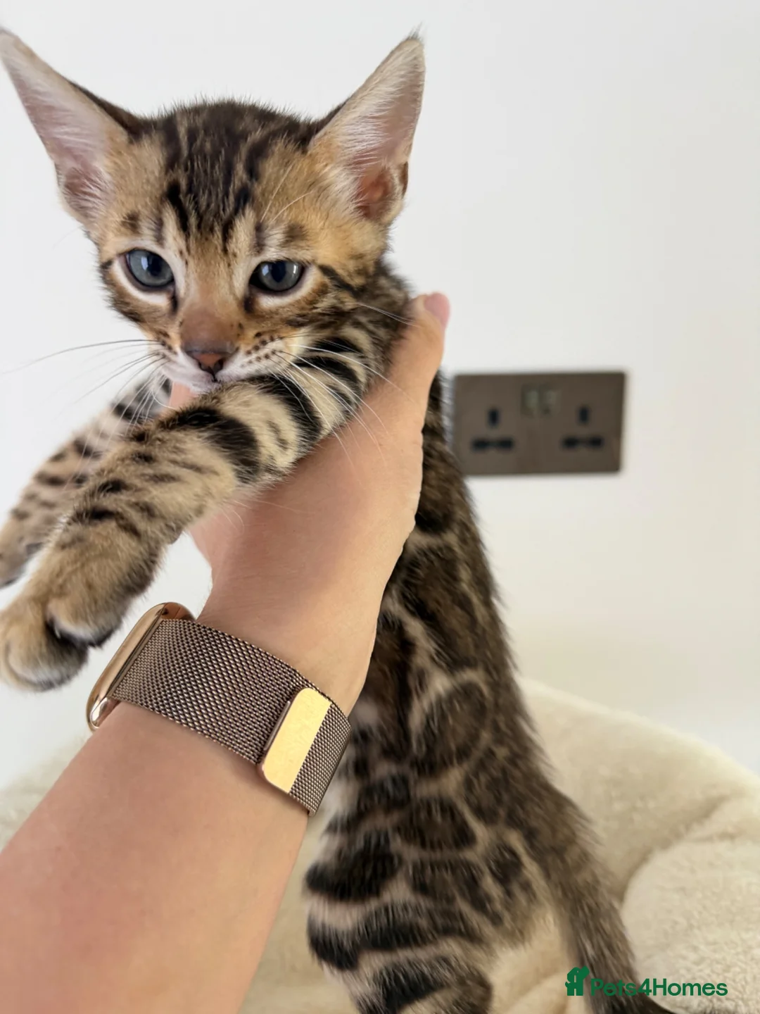 Bengal cats for sale: Beautiful Bengal Kittens Available for Reservation - Advert 2