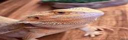 Bearded Dragon reptiles for sale: Juvenile Female bearded dragon & Viv  - Advert 1