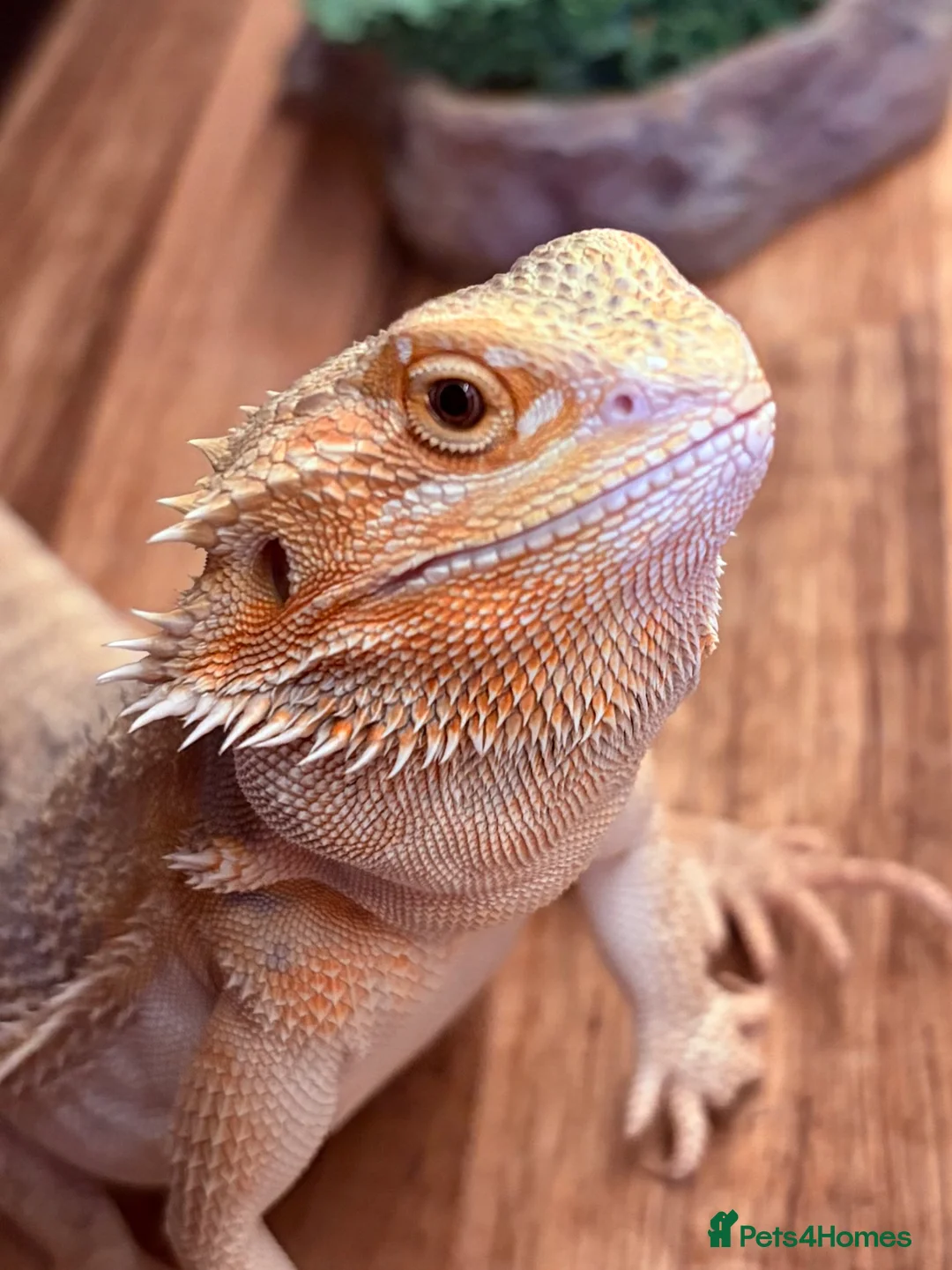 Bearded Dragon reptiles for sale: Juvenile Female bearded dragon & Viv  - Advert 1