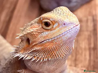 Bearded Dragon reptiles Juvenile Female bearded dragon & Viv - Advert 11