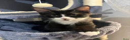 Mixed Breed cats for sale: Three beautiful female kittens! - Advert 15