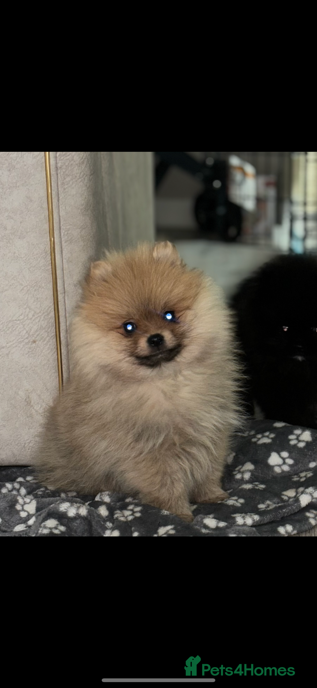 Pomeranian dogs for sale: Cream/tan male teddy pomeranian - Advert 2