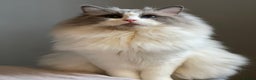 Ragdoll cats for stud: Bi-Colour Handsome Ragdoll Stud GCCF/TICA (Active) - Advert 1