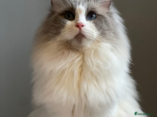 Ragdoll cats - Advert 15