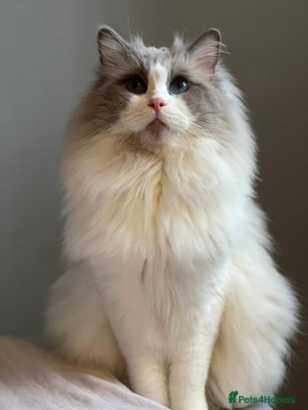 Ragdoll cats - Advert 7