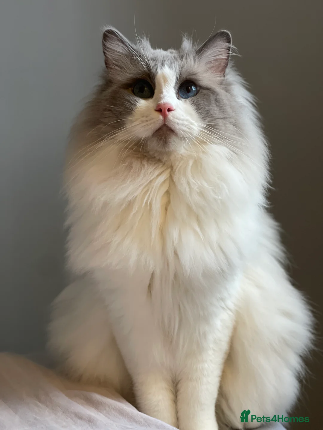 Ragdoll cats for stud: Bi-Colour Handsome Ragdoll Stud GCCF/TICA (Active) - Advert 1