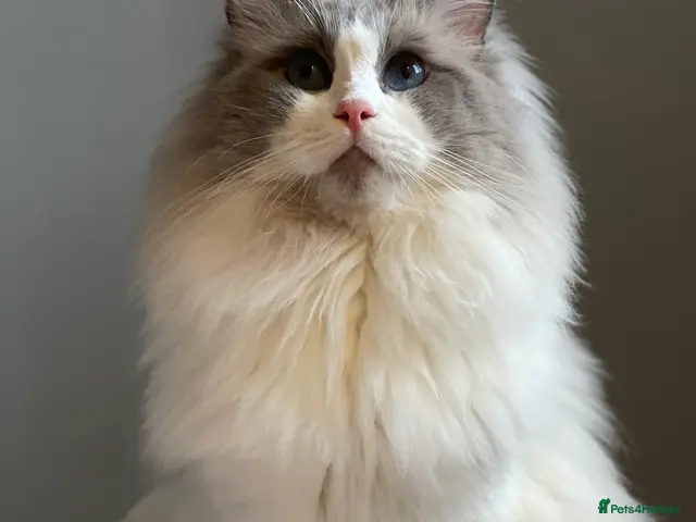Ragdoll cats Bi-Colour Handsome Ragdoll Stud GCCF/TICA (Active) - Advert 5