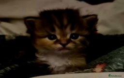 Mixed Breed cats for sale: British blue x Maine Coon x domestic long hair - Image 13