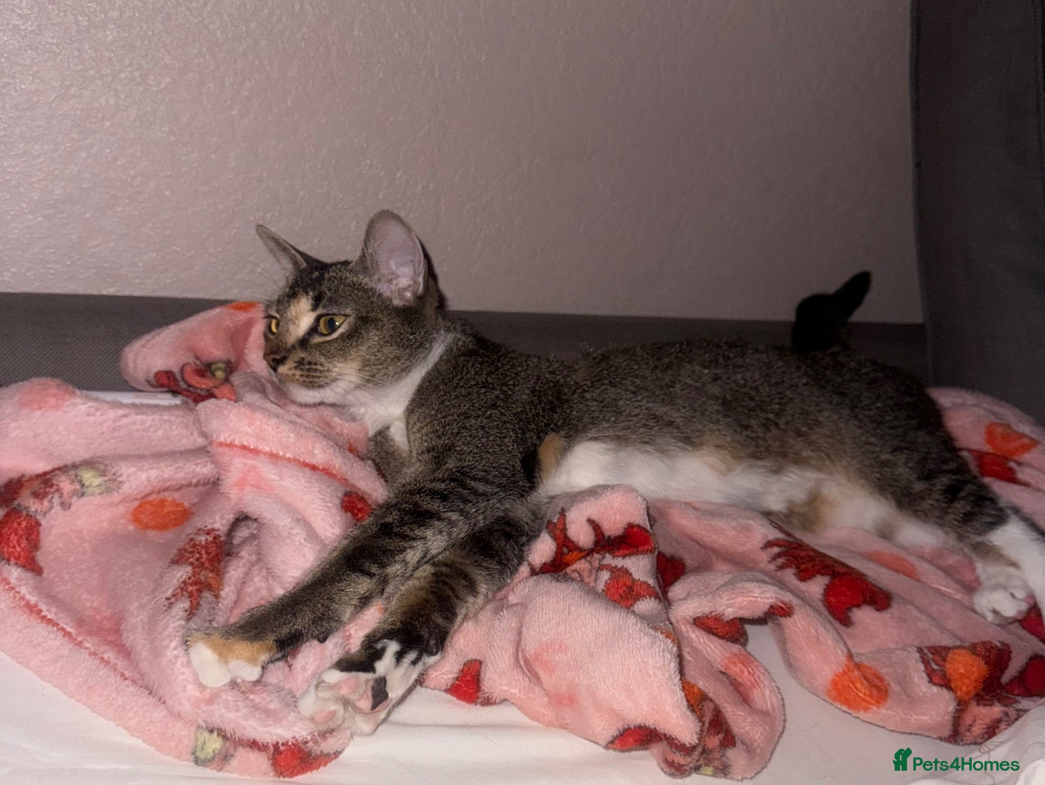 Abyssinian cats Beautiful Abyssinian Kitten Girl for adoption  - Advert 10