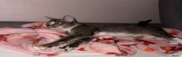 Abyssinian cats for sale: Beautiful Abyssinian Kitten Girl for adoption  in London - Advert 1